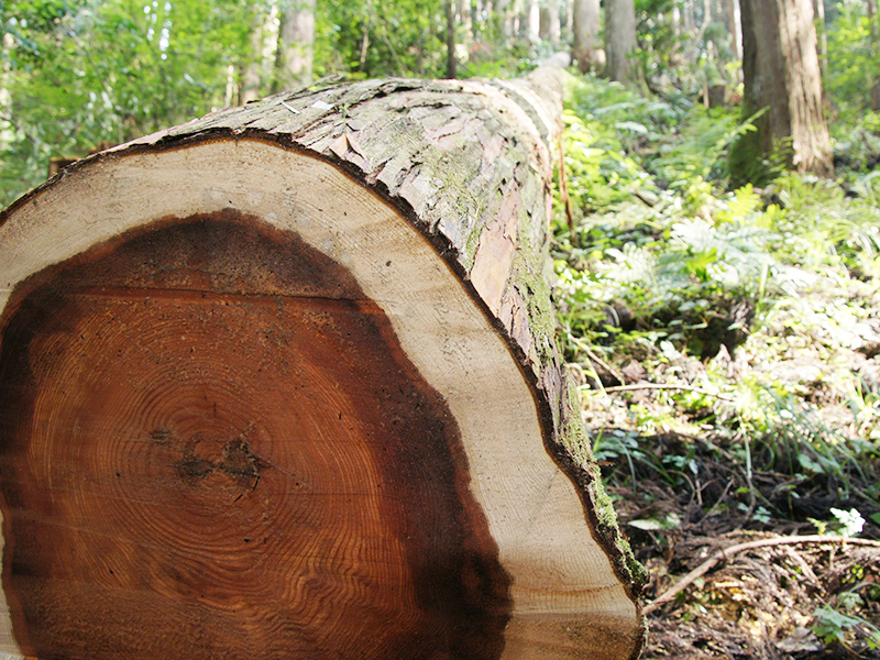 樹齢60年～100年の優良大径木