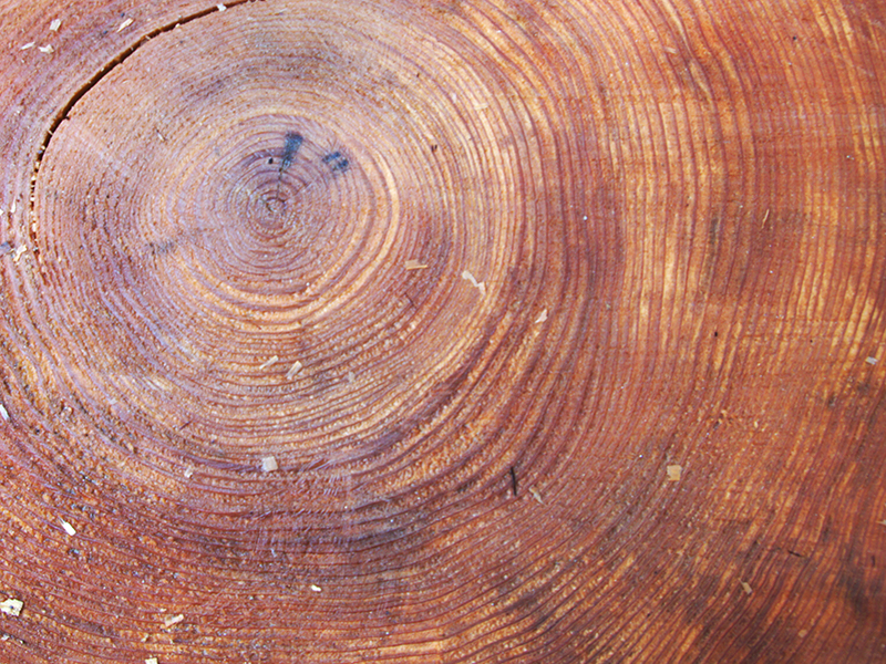 年輪が緻密で細かい木目
